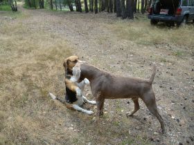 Balou und Kurti