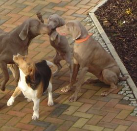 Balou, Aida, Kurt (Enzo) und Ello